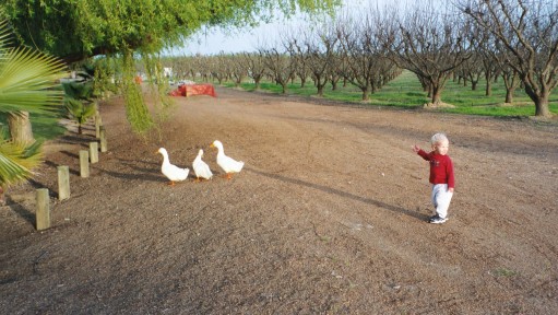 Atticus Chasing Ducks Near Turlock, CA